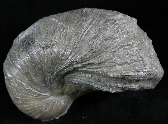 Gryphaea (Devil's Toenail) Fossil Oyster - Jurassic #25968